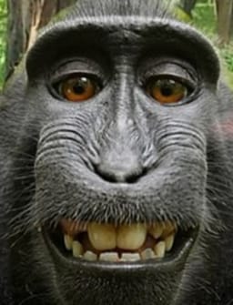 100th Monkey - 10th Anniversary Edition (Multiple Languages Available) Trick