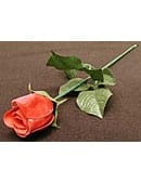 Appearing Rose Trick and download