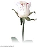 Bleeding Rose Trick