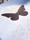 The Butterfly Treasure Set - Limited Edition Book