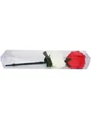 Color Changing Rose
