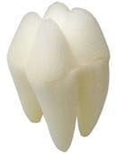 Foam Tooth 3" Accessory