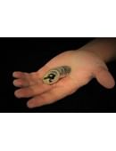 ICM Magic download (video)