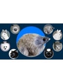 Judy Mouse Finger Puppet Accessory