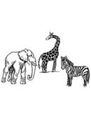 Jumbo Deja Zoo trick Samuel Patric Trick
