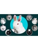 Rabbit Spring Animal Accessory
