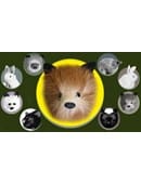 Red Fox Spring Animal Trick