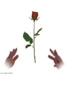 Simplex Floating Rose - David R. Evangelista Trick
