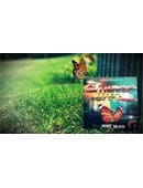 The Butterfly Effect DVD
