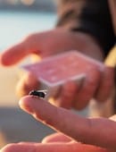 The Fly Lite Trick