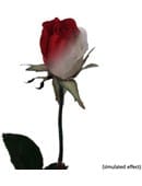 Ulti-Rose "Single Color Changing Rose" Trick