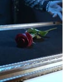 Visual Matrix (The Rose Act) Trick