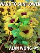 Wand to Sunflower Trick