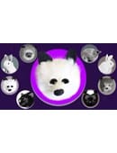 White Fox Spring Animal Trick