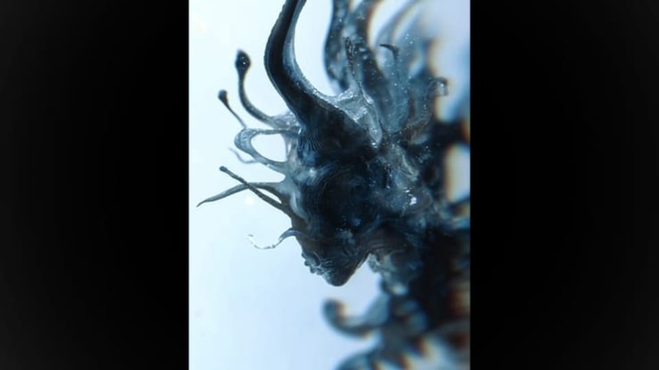 Progeny